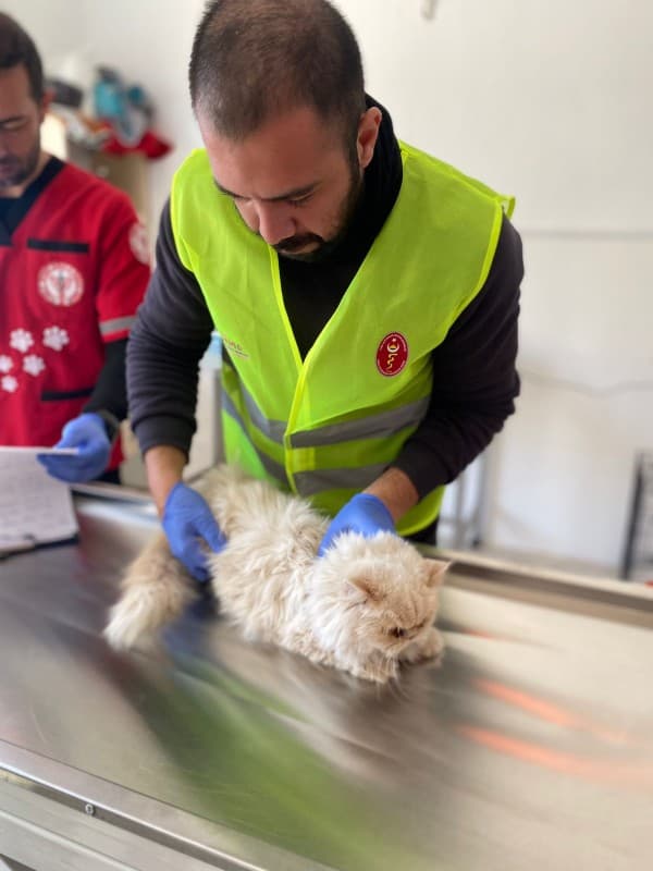 Gürsulu Ekip İsimsiz Kediyi Buldu, Sahibini Arıyor fotoğraf 2