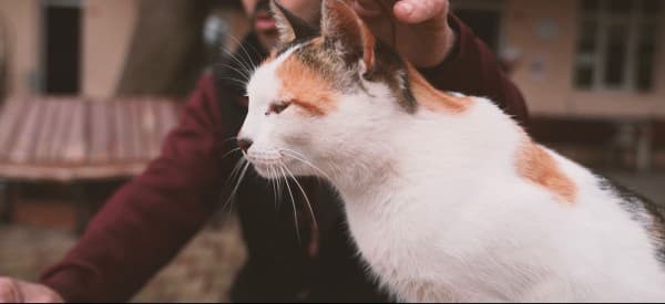 Gürsu’nun Tatlı ve Sempatik Kedisi ’Karahıdır’ fotoğraf 1