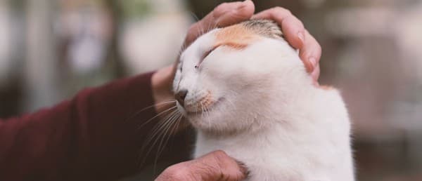 Gürsu’nun Tatlı ve Sempatik Kedisi ’Karahıdır’ fotoğraf 4