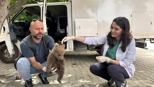 Sevimli Ayı Yavrusu Gürsu’da Bulundu fotoğraf 1
