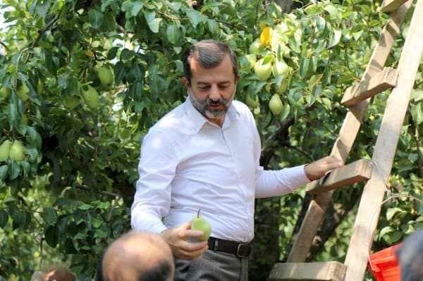 Gürsu’daki armut hasadına Başkan Aktaş da katıldı fotoğraf 1