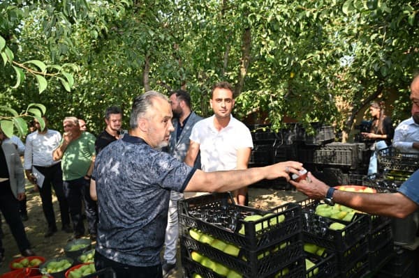 Gürsu’daki armut hasadına Başkan Aktaş da katıldı fotoğraf 2