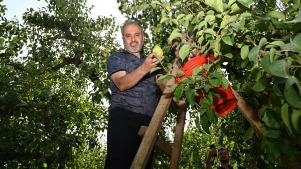 Gürsu’daki armut hasadına Başkan Aktaş da katıldı fotoğraf 3