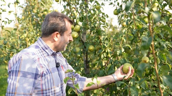 Başkan Işık Deveci Armudu Hasadına Katıldı fotoğraf 1