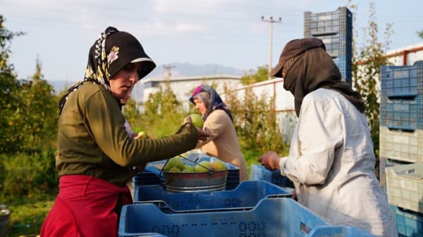 Başkan Işık Deveci Armudu Hasadına Katıldı fotoğraf 5
