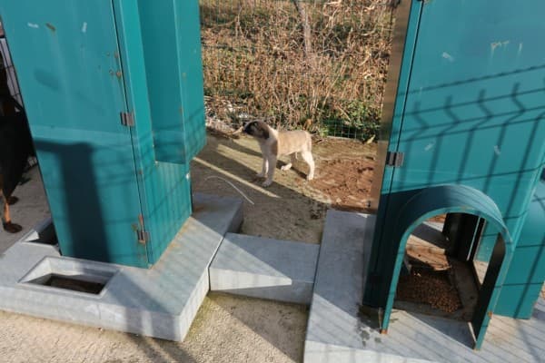 BAŞKAN IŞIK: “SOKAK HAYVANLARININ YAŞAM HAKKINA DUYARLIYIZ” fotoğraf 3