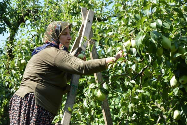 GÜRSU ARMUDUNUN İLK HASADI BAŞKANDAN fotoğraf 5