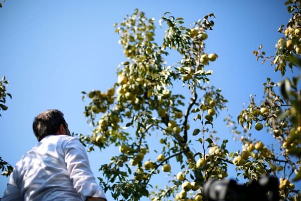 “BİZİM ELİMİZ ARMUT TOPLUYOR” fotoğraf 6