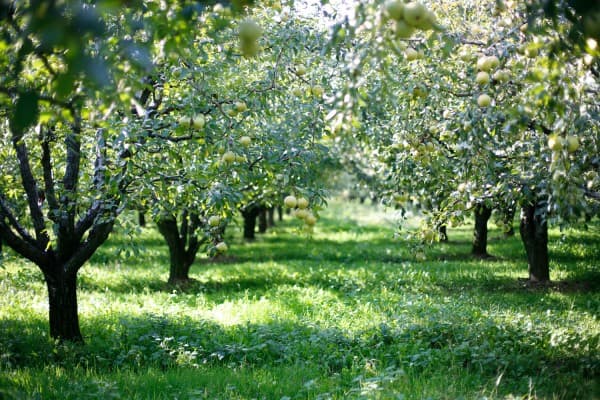 “BİZİM ELİMİZ ARMUT TOPLUYOR” fotoğraf 9