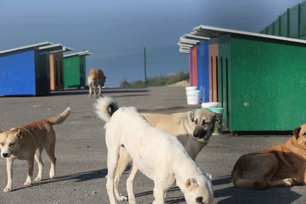 HAYVAN BARINAĞI fotoğraf 4