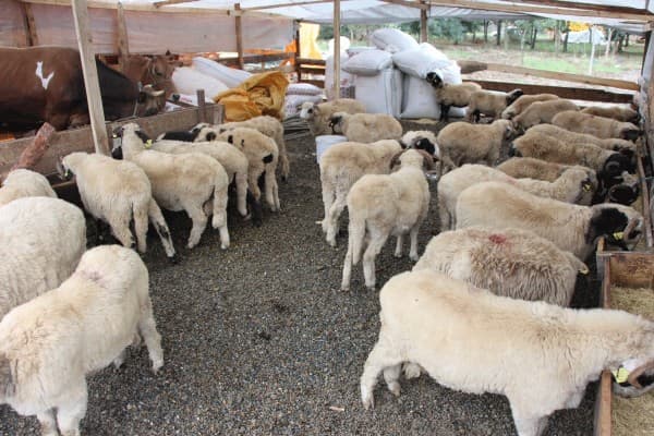 HAYVAN PAZARI fotoğraf 1