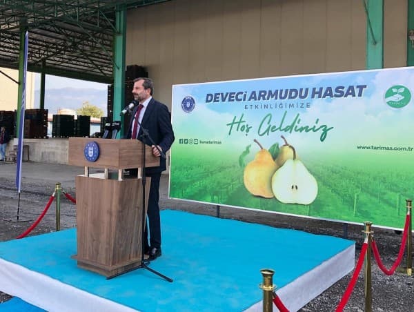 DEVECİ ARMUDUNUN HASAT BEREKETİ PAYLAŞILDI fotoğraf 5