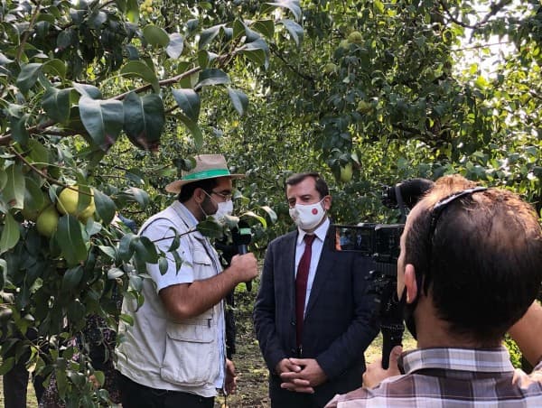 DEVECİ ARMUDUNUN HASAT BEREKETİ PAYLAŞILDI fotoğraf 3