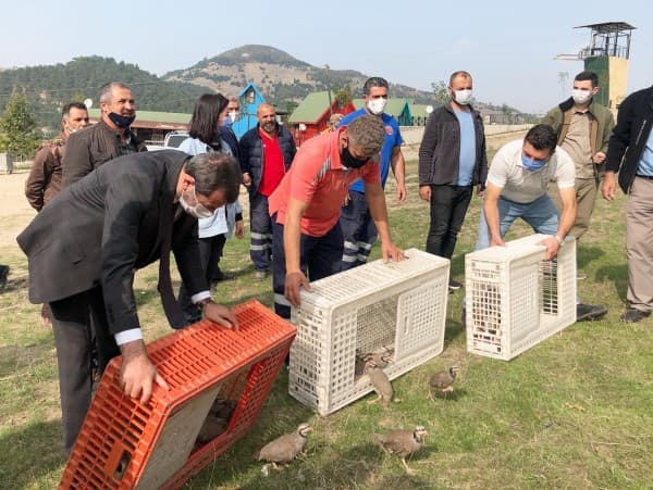 GÜRSU’DA KEKLİK POPÜLASYONU ARTTIRILIYOR fotoğraf 4