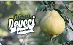 GÜRSUDA DEVECİ ARMUDU fotoğraf 2
