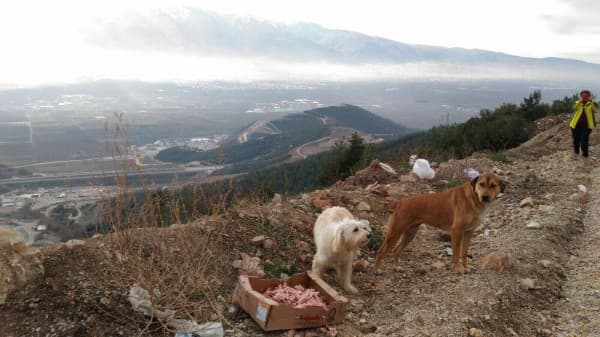 BAŞKAN IŞIK, “HAYVANLARI KORUMAK BİR İNSANLIK BORCU” fotoğraf 6