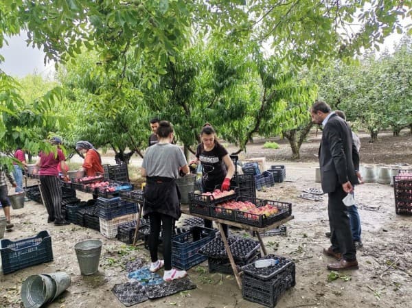 GÜRSU DA MEYVECİLİK fotoğraf 2