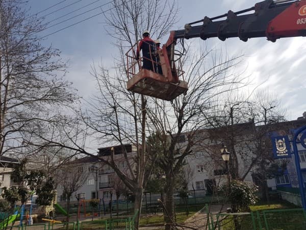 GÜRSU’DA CADDE VE PARKLARDA AĞAÇLAR BUDANIYOR fotoğraf 1