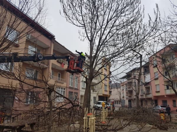 GÜRSU’DA CADDE VE PARKLARDA AĞAÇLAR BUDANIYOR fotoğraf 2