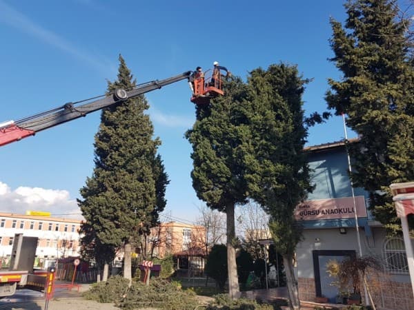 GÜRSU’DA CADDE VE PARKLARDA AĞAÇLAR BUDANIYOR fotoğraf 3