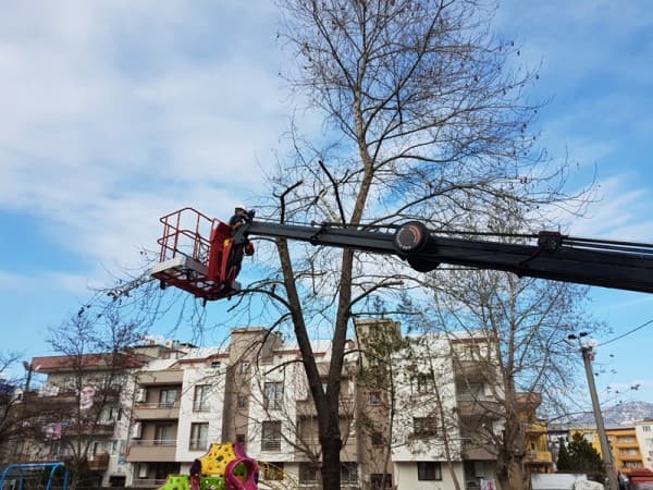 GÜRSU’DA CADDE VE PARKLARDA AĞAÇLAR BUDANIYOR fotoğraf 4
