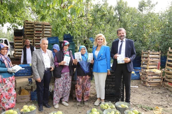 Donat ve Bursalı Gürsu Armut Hasadı Yaptı, “Bizim Elimiz Armut Topluyor” Dedi fotoğraf 1