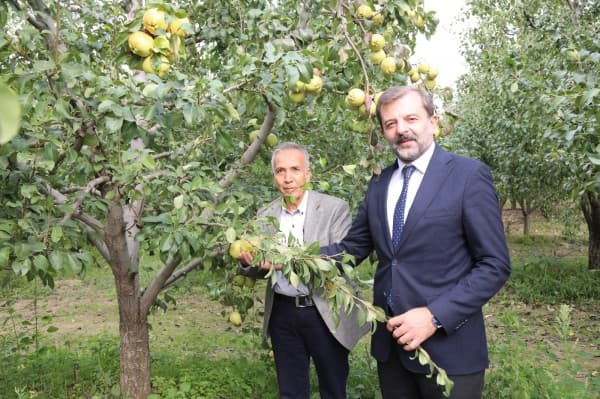 Donat ve Bursalı Gürsu Armut Hasadı Yaptı, “Bizim Elimiz Armut Topluyor” Dedi fotoğraf 14