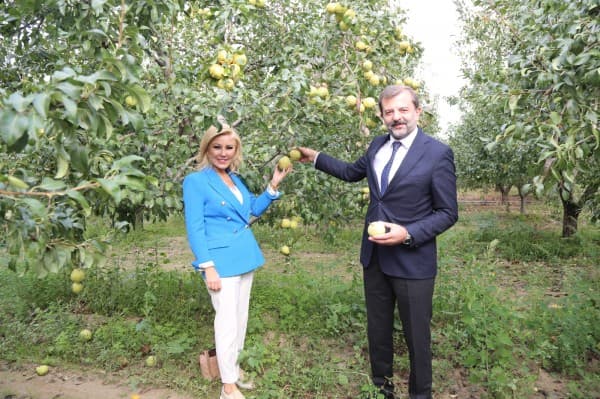 Donat ve Bursalı Gürsu Armut Hasadı Yaptı, “Bizim Elimiz Armut Topluyor” Dedi fotoğraf 15