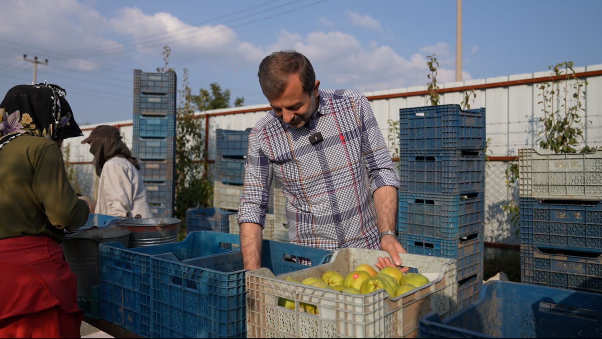 Başkan Işık Deveci Armudu Hasadına Katıldı