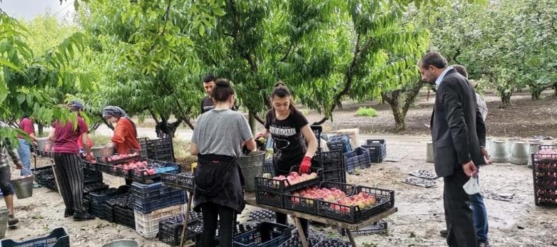 GÜRSU DA MEYVECİLİK