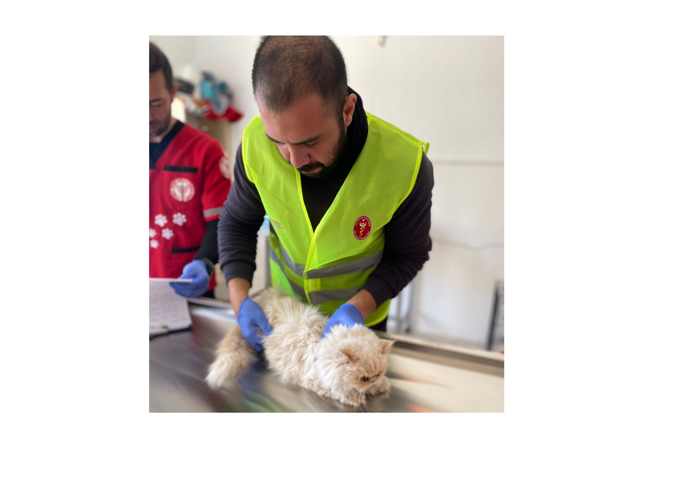 Gürsulu Ekip İsimsiz Kediyi Buldu, Sahibini Arıyor