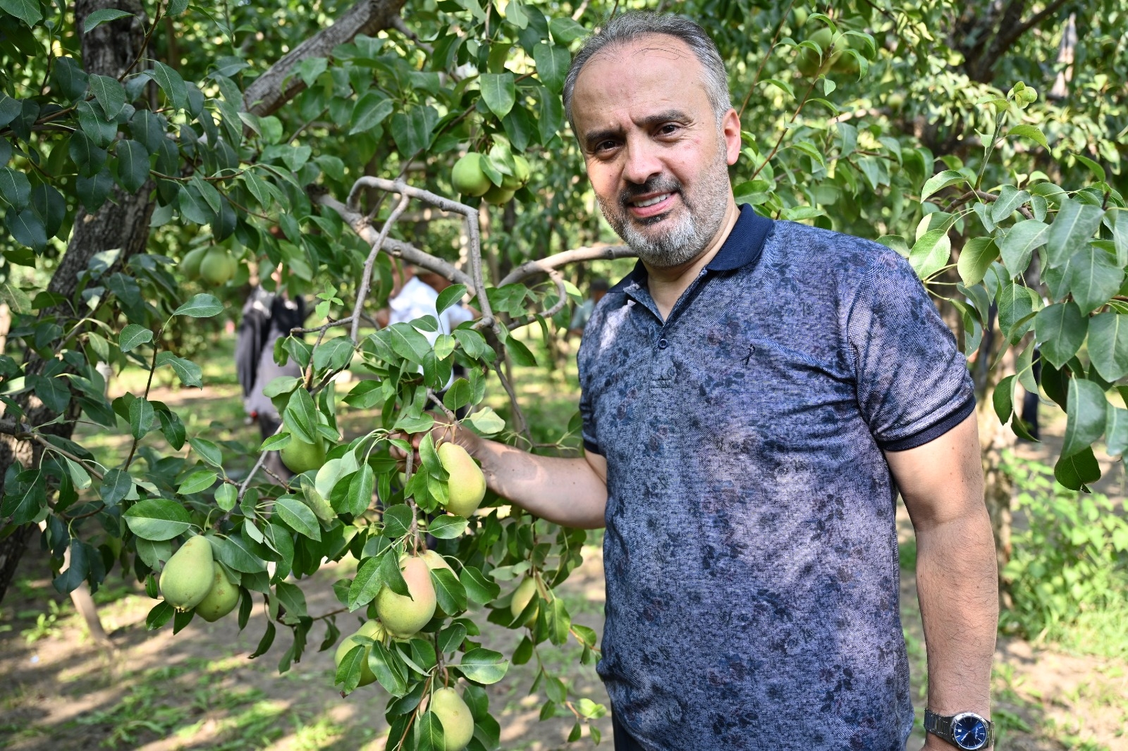 Gürsu’daki armut hasadına Başkan Aktaş da katıldı