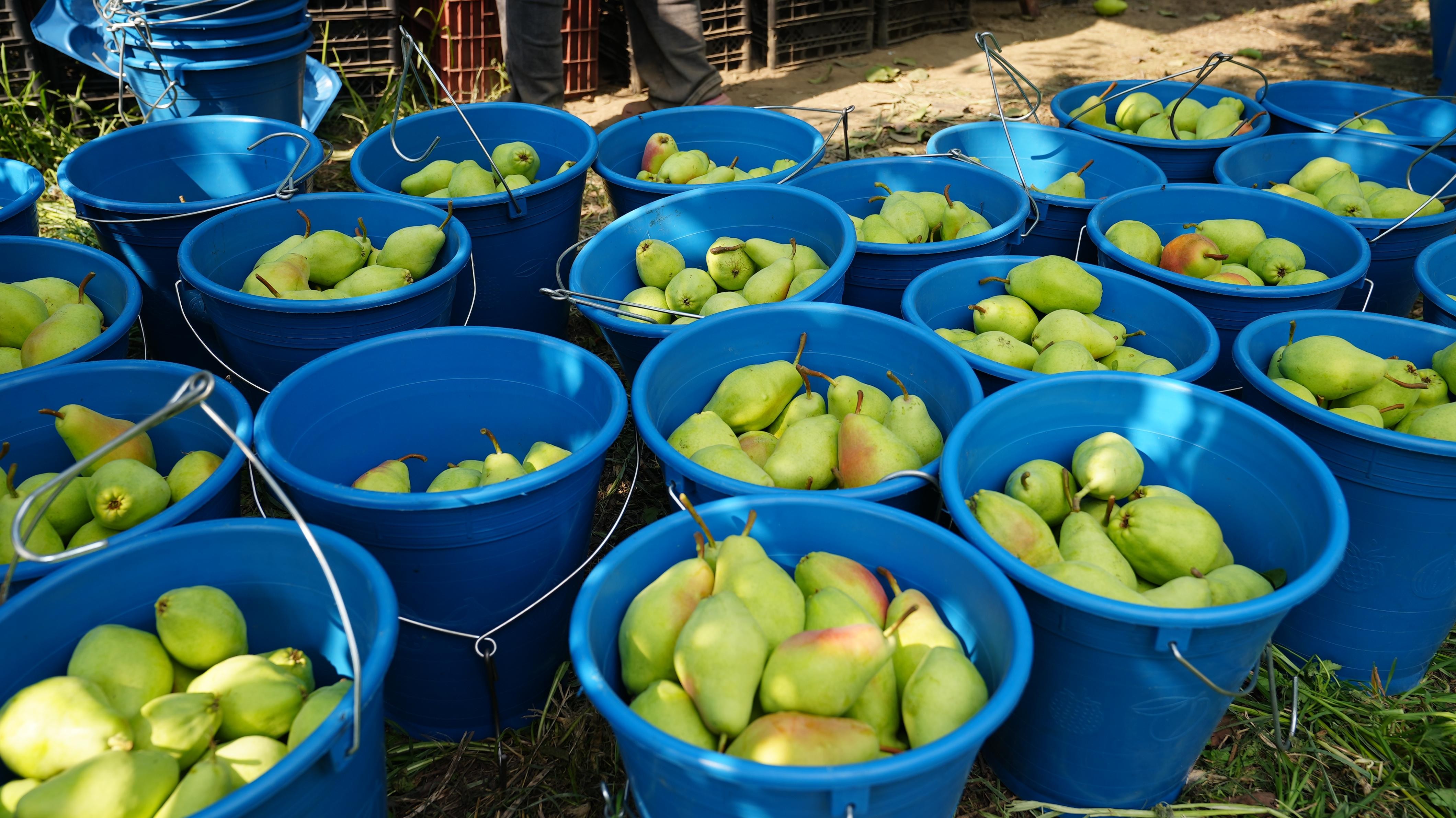 Gürsu Armudunu Faydalı Böcekler Koruyor