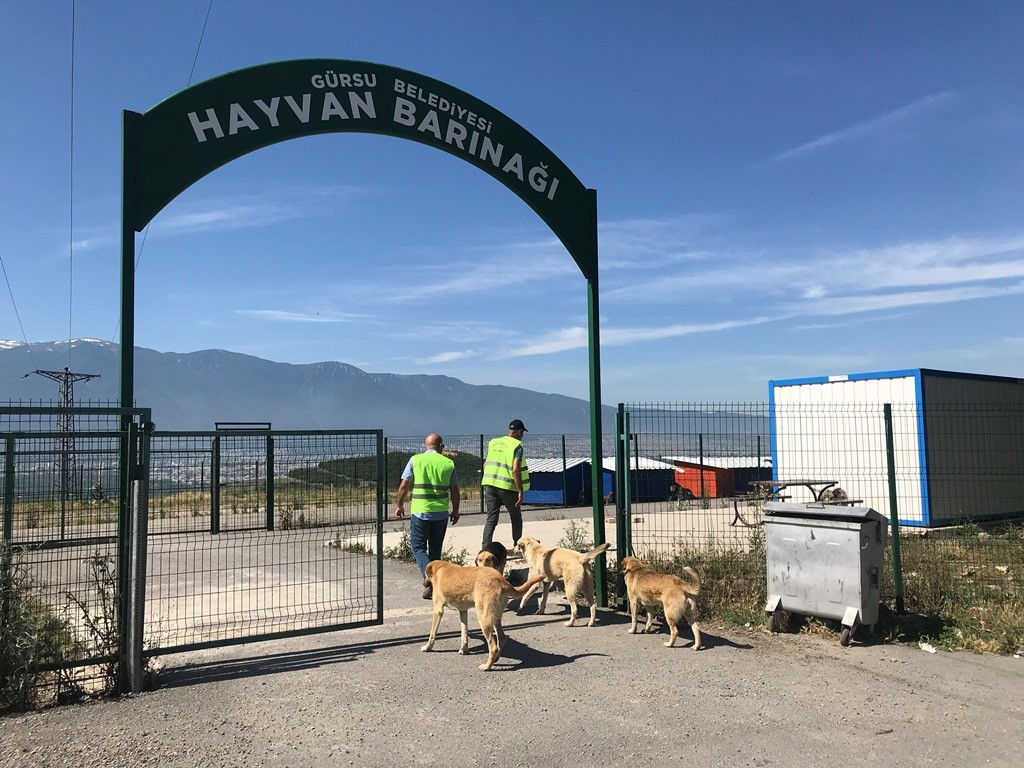 BAŞKAN MUSTAFA IŞIK : “CAN DOSTLARIMIZIN YAŞAM HAKLARINI KORUYORUZ”