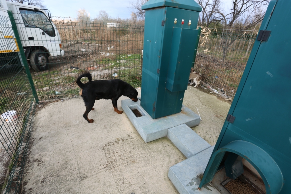 BAŞKAN IŞIK: “SOKAK HAYVANLARININ YAŞAM HAKKINA DUYARLIYIZ”