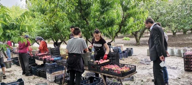 GÜRSU DA MEYVECİLİK