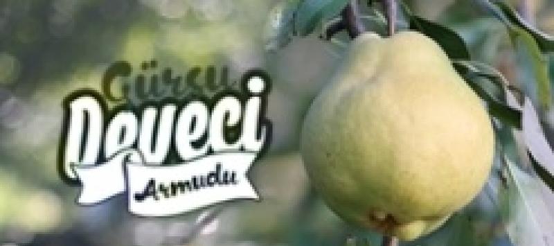 GÜRSUDA DEVECİ ARMUDU