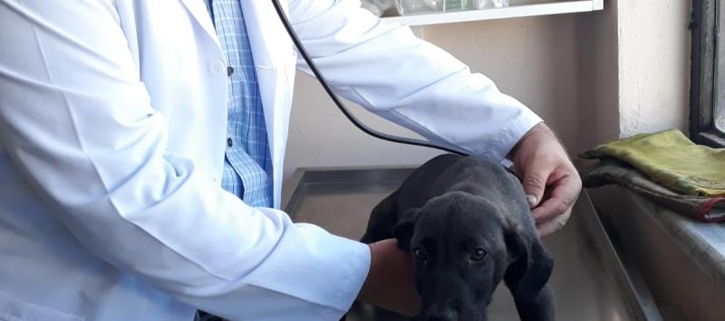 SEVİMLİ DOSTLARA REHABİLİTASYON