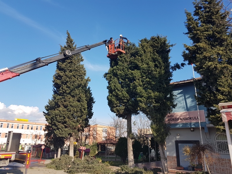 GÜRSU’DA CADDE VE PARKLARDA AĞAÇLAR BUDANIYOR
